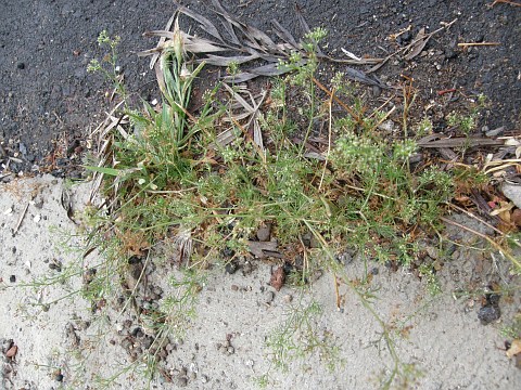Ciclospermum leptophyllum
