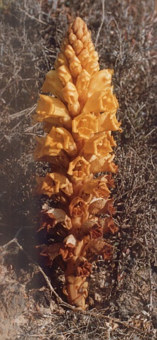 Cistanche phelipaea