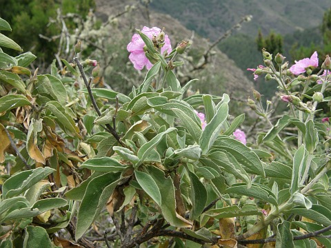 Cistus chinamadensis ssp.gomerae