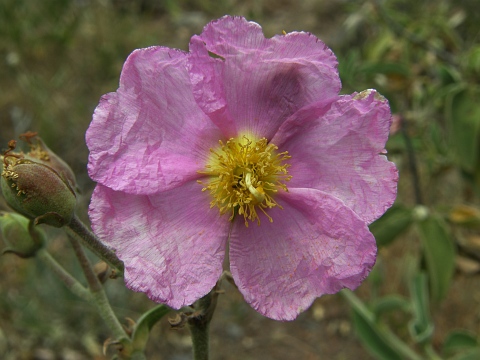 Flor de Cistus chinamadensis ssp.gomerae