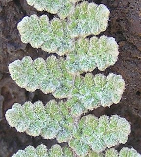 Pínnulas de Cosentinia vellea ssp. bivalens