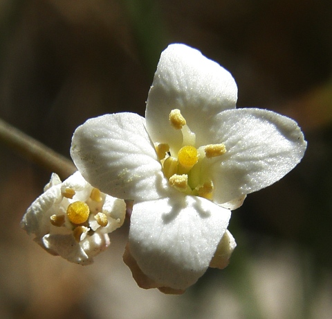 Flor de Crambe scoparia