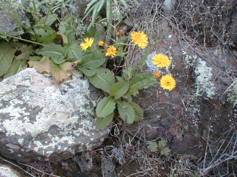 Crepis
            canariensis