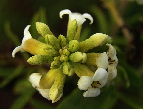 Flores de Daphne gnidium