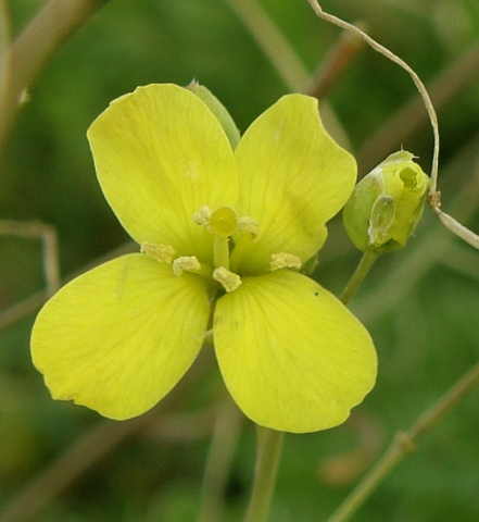 Flor de Diplotaxis tenuifolia