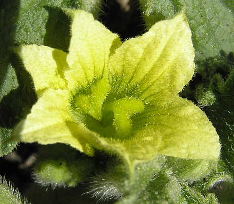 Flor de Ecballium elaterium