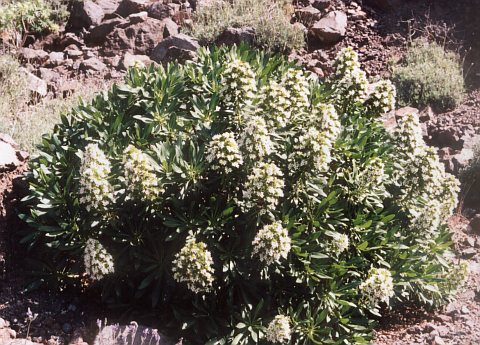 Echium decaisnei ssp.purpuriense