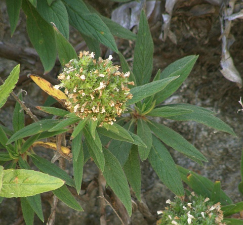 Echium onosmifolium ssp.spectabile