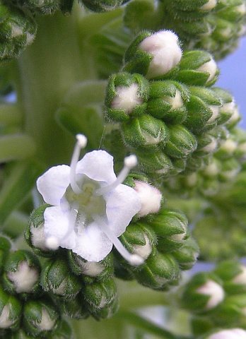 Flores de Echium simplex