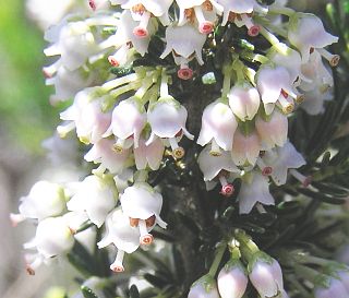 Flores de Erica arborea