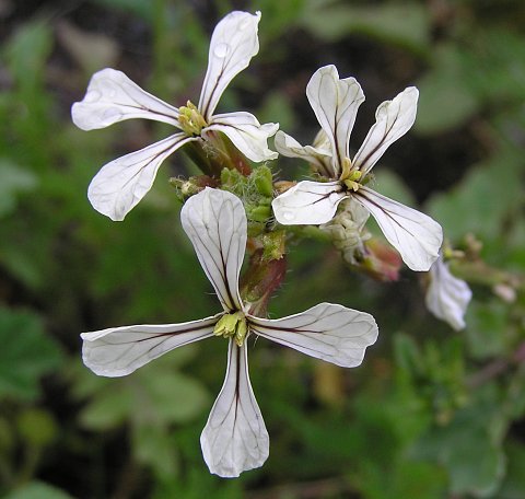 Eruca vesicaria ssp.sativa