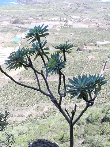Euphorbia atropurpurea f.lutea