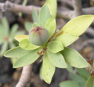 Fruto de Euphorbia balsamifera
