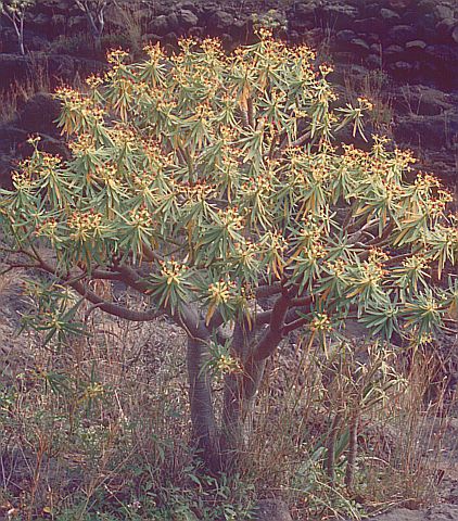 Euphorbia berthelotii
