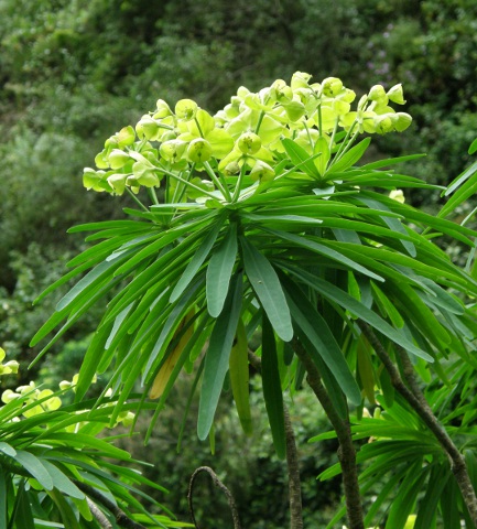 Euphorbia bourgeana