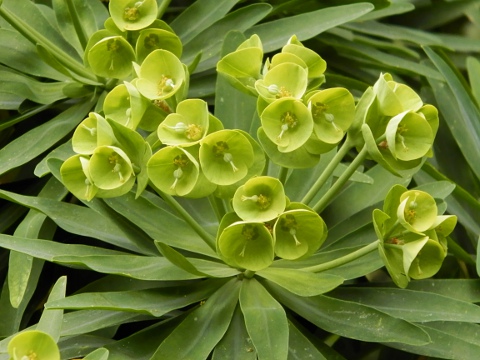 Inflorescencia de Euphorbia lambii