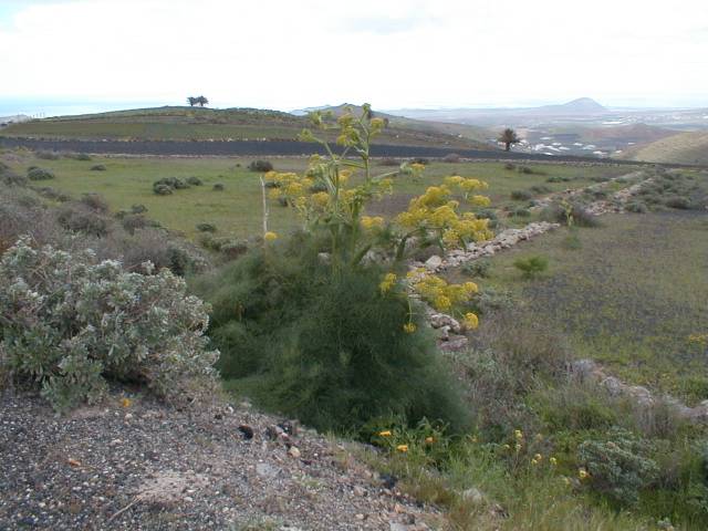 Ferula lancerottensis