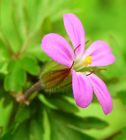 Flor de Geranium purpureum
