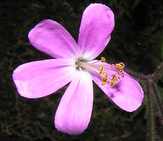 Flor de Geranium reuteri