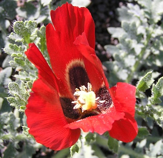 Flor de
          Glaucium corniculatum