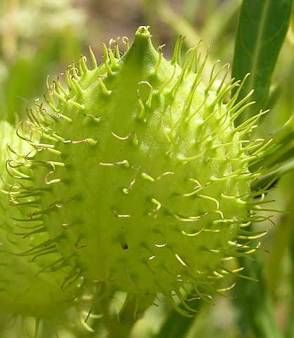 Fruto de
          Gomphocarpus fruticosus