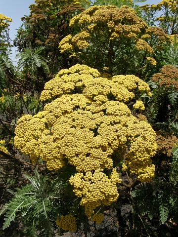 Gonospermum canariense