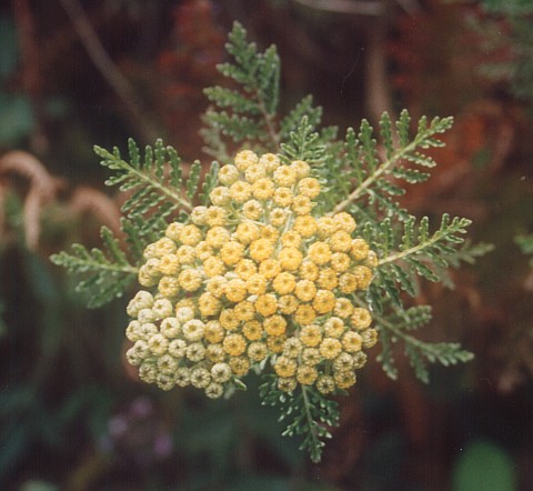 Gonospermum fruticosum