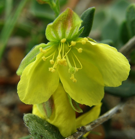 Helianthemum thymiphyllum