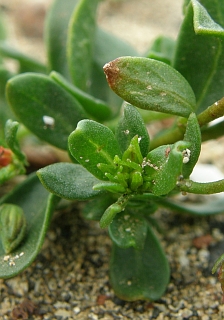 Hojas de Helianthemum thymiphyllum