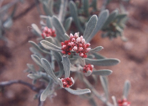Helichrysum monogynum