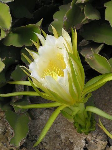 Flor de Hylocereus undatus