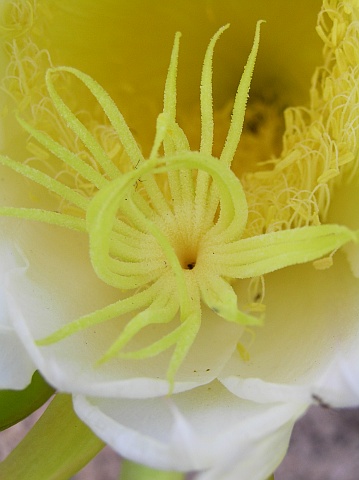 Detalle de la flor de Hylocereus undatus