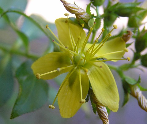 Flor de Hypericum glandulosum