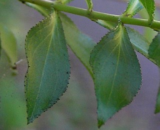 Glándulas en las hojas de Hypericum glandulosum
