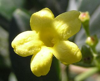 Flor de Jasminum odoratissimum