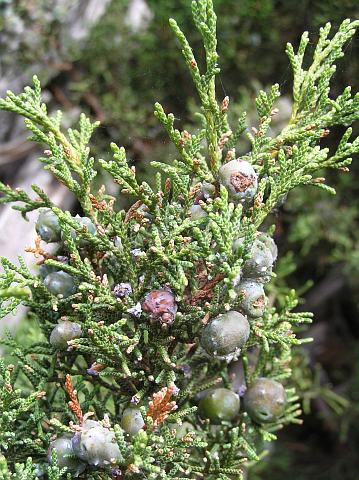 Juniperus canariensis