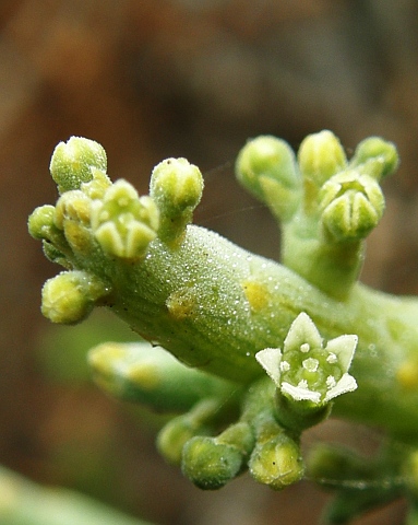 Kunkeliella
              subsucculenta