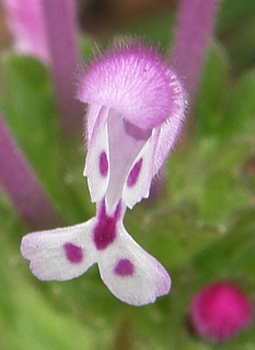 Flor de Lamium amplexicaule