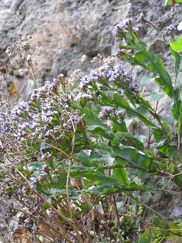 Limonium
          brassicifolium