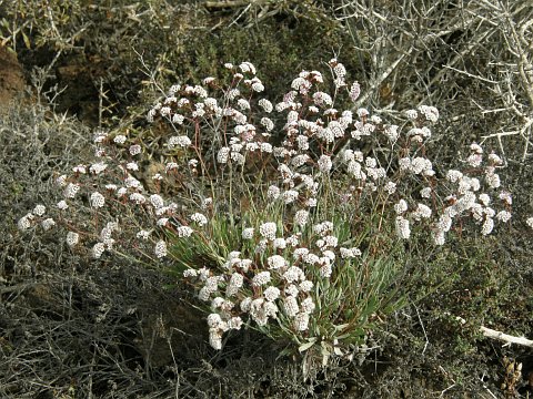Limonium pectinatum