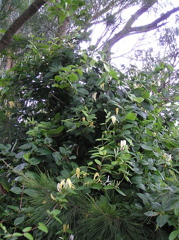 Lonicera japonica