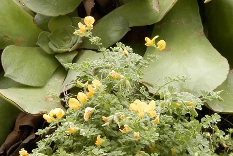 Lotus callis-viridis