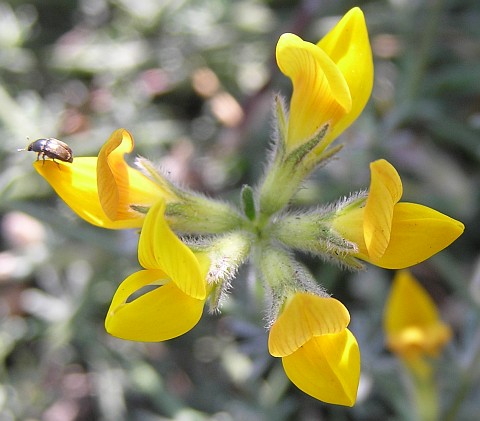 Lotus sessilifolius ssp.sessilifolius