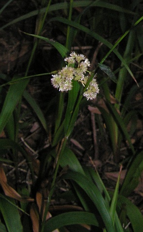 Luzula canariensis
