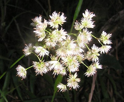 Luzula canariensis