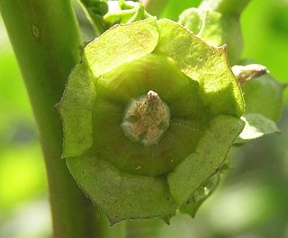 Fruto de Malva parviflora