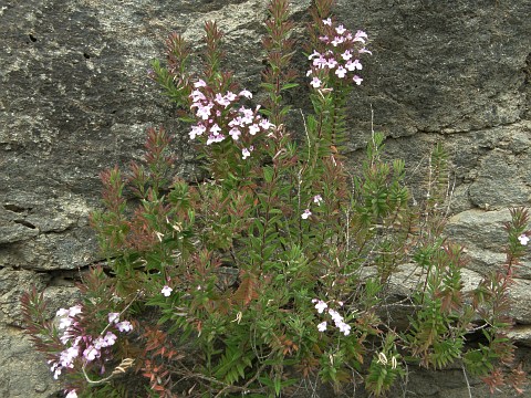 Micromeria helianthemifolia