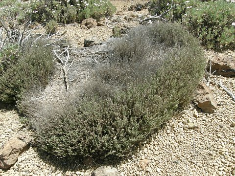 Micromeria lachnophylla