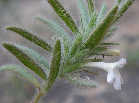 Micromeria leucantha