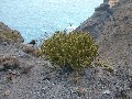 Euphorbia
              aphylla